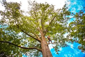 Best Root Management and Removal  in Combined Locks, WI