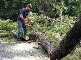 Best Tree and Shrub Care  in Combined Locks, WI