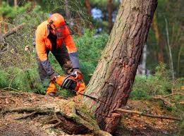 Best Tree Risk Assessment  in Combined Locks, WI