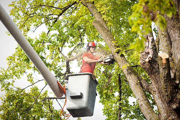  Combined Locks, WI Tree Care Pros