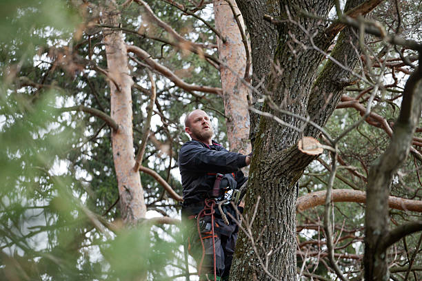 Professional Tree Care in Combined Locks, WI