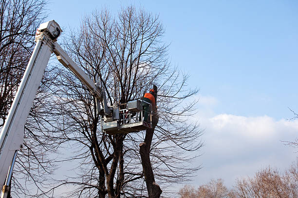 Best Commercial Tree Services  in Combined Locks, WI