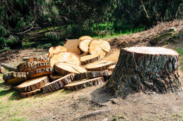 Best Tree Preservation Services  in Combined Locks, WI